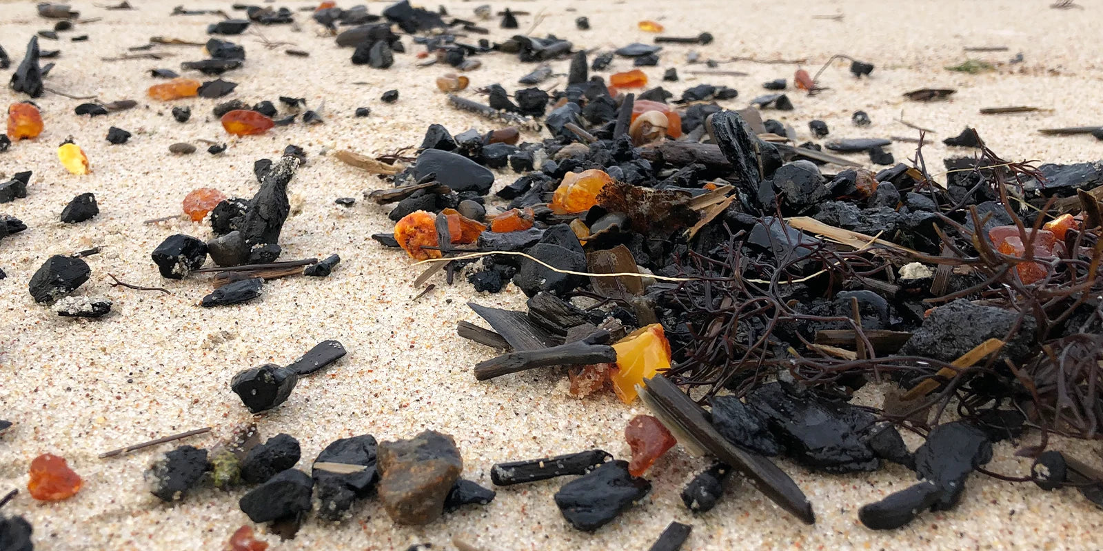 amber washed on the shores of the baltic sea